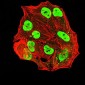 Mouse Monoclonal Antibody to ESR1